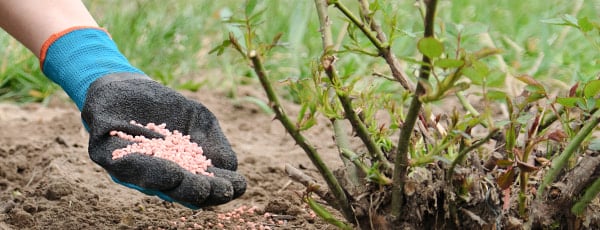 5 secrete de îngrijire a trandafirilor după iarnă