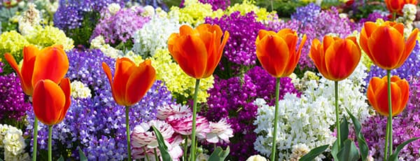 Aranjamente florale de lalele și narcise - GrădinaMax Aranjamente florale de lalele și narcise
