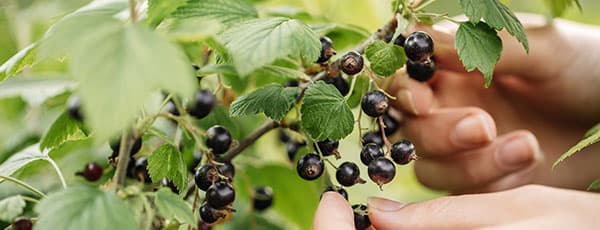 Boli și dăunători la coacăze sau cum scapi de acarieni