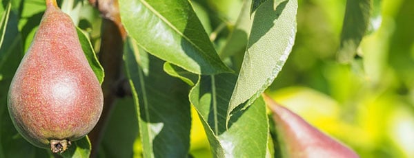 Care sunt cei mai rezistenți pomi fructiferi la îngheț