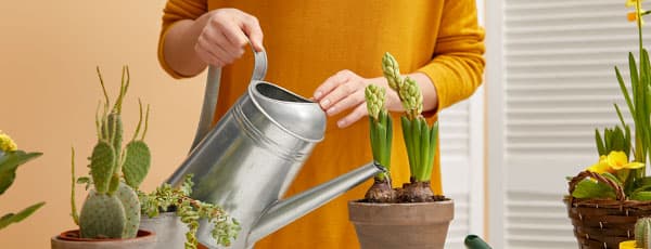 Ce presupune forțarea bulbilor de flori perene pentru sezonul de iarnă