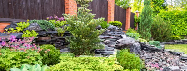 Cele mai apreciate conifere ornamentale pentru amenajarea grădinii