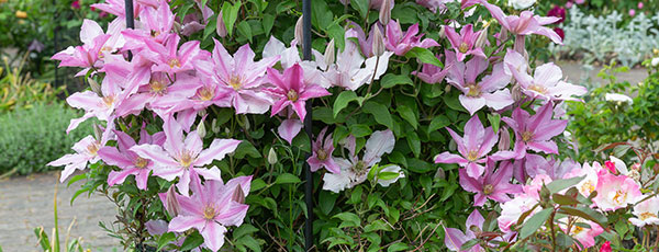 Clematisul în toamnă: Plantare, transplantare, tundere și pregătirea pentru iarnă