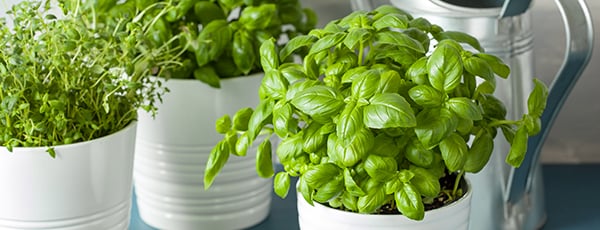 Condiment aromat pe pervazul ferestrei: cultivarea busuiocului într-o oală - GrădinaMax Condiment aromat pe pervazul ferestrei: cultivarea busuiocului într-o oală