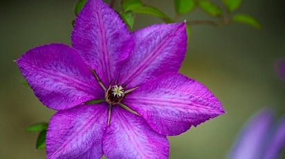 3 sfaturi practice pentru îngrijirea clematitelor