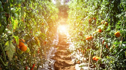 5 sfaturi de urmat pentru o cultură bogată de roșii