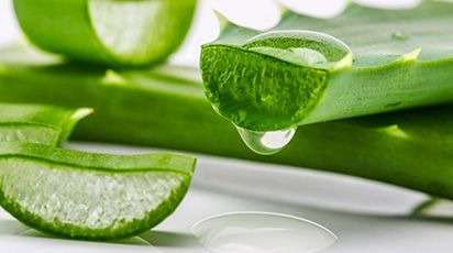 Aloe Vera, o plantă plină de surprize - GrădinaMax Aloe Vera, o plantă plină de surprize