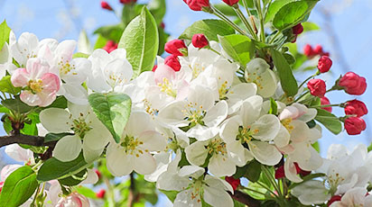 Arsurile solare la pomii fructiferi: ghid practic