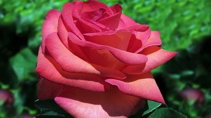 Ce sunt trandafirii teahibrizi?