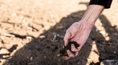 Cum ai grijă de legumele tale pe timp de secetă  - GrădinaMax Cum ai grijă de legumele tale pe timp de secetă