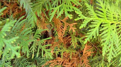 Cum combați arsurile solare ale coniferelor