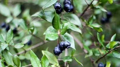 Cum crești și întreții o plantație de afin?