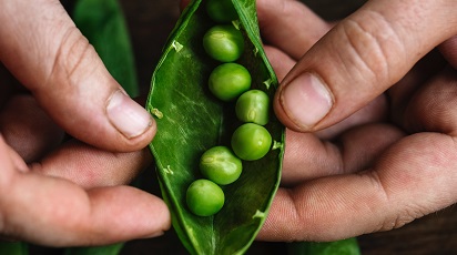 Cum extragi seminţele pentru replantare în câţiva paşi simpli