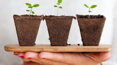 Cum îngrijești corect plantele de pe balcon