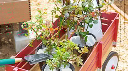 Cum păstrezi răsadurile sănătoase până la plantare