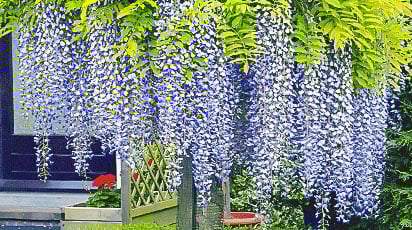 Cum plantezi și îngrijești Wisteria în grădină