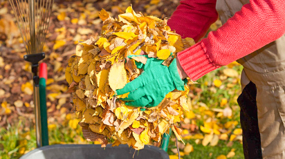 Cum pregătești grădina în sezonul de toamnă: sfaturi de bază
