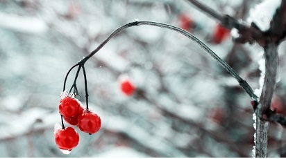 Cum protejezi grădina de ger iarna: câteva sugestii