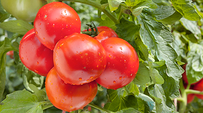 Cum să ai recolte bogate de roșii în luna august - GrădinaMax Cum să ai recolte bogate de roșii în luna august