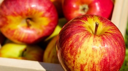 Cum să recoltezi merele eficient. Metode și echipament