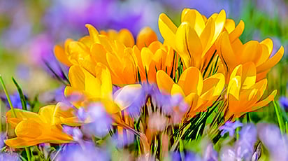 Cum se îngrijesc brândușele?