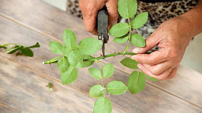 De ce să alegi butașii de trandafir încă din iarnă