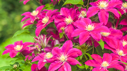 Fertilizarea clematisului toamna, pentru o înflorire luxuriantă