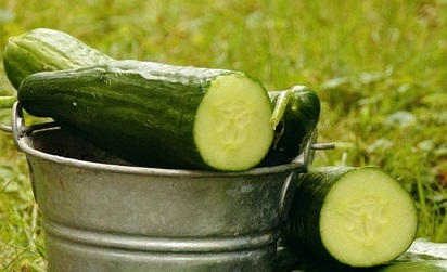 Ghid complet pentru plantarea castraveților în solar