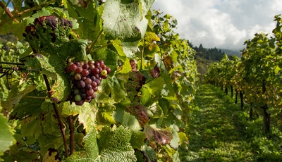 Gospodarii harnici au o toamnă bogată. Imagini cu recoltele grădinarilor noștri