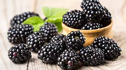 Înființarea culturii de mur: ghidul agricultorului începător