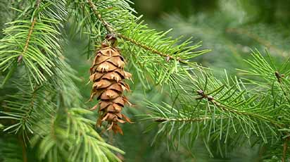 Îngrijirea arbuștilor coniferi pe durata iernii