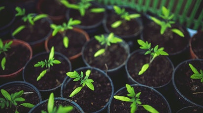 Îngrijirea răsadurilor de roșii - tot ce trebuie să știi - GrădinaMax Îngrijirea răsadurilor de roșii - tot ce trebuie să știi