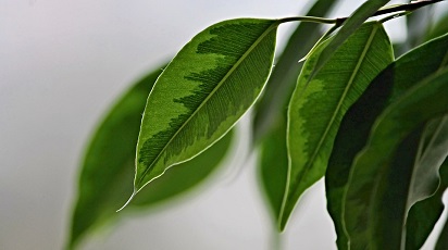 Învață să îngrijești corect ficusul tău