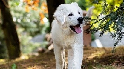 O grădină prietenoasă pentru câinele tău: sfaturi utile