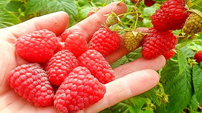 Plantarea zmeurei toamna: sfaturile experților