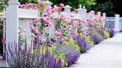 Plantele ornamentale - miracolul de pe pământ