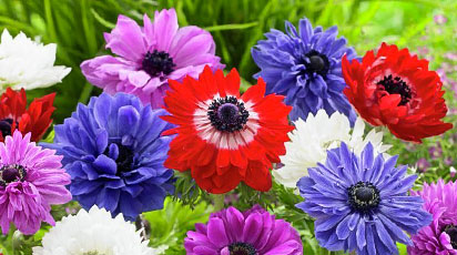 Plantează anemone primăvara ca un profesionist - GrădinaMax Plantează anemone primăvara ca un profesionist