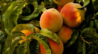 Pomi fructiferi crescuți în apartament, sfaturi utile