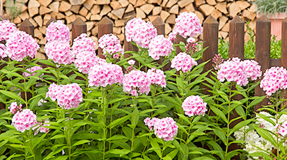 Pregătirea brumărelelor pentru iarnă: recomandări de la experți - GrădinaMax Pregătirea brumărelelor pentru iarnă: recomandări de la experți