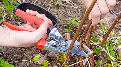 Protejarea zmeurului pe timp de iarnă: Cum îl îngrijești înainte și după îngheț