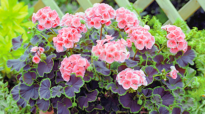 Semințe de flori ușor de cultivat în interior - GrădinaMax Semințe de flori ușor de cultivat în interior