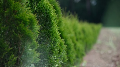 Sfaturi practice pentru tăierea și curățarea gardurilor vii primăvara