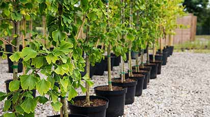 Sfaturi ușor de aplicat pentru a obține răsaduri sănătoase