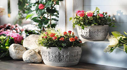 Sfaturi utile pentru îngrijirea plantelor de interior în repaus vegetativ