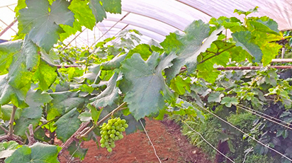 Tăierea și protejarea corespunzătoare a viței de vie pe timpul iernii