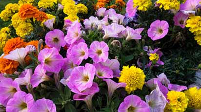 Tipuri de plante pentru grădină ușor de îngrijit - GrădinaMax Tipuri de plante pentru grădină ușor de îngrijit