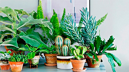 Top 5 întrebări despre îngrijirea plantelor de interior
