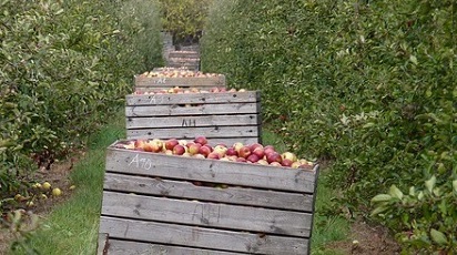 Tot ce trebuie să știi despre o plantație pomicolă. Partea I