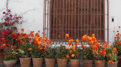 Uscarea plantelor medicinale. Ceai natural la tine acasă.