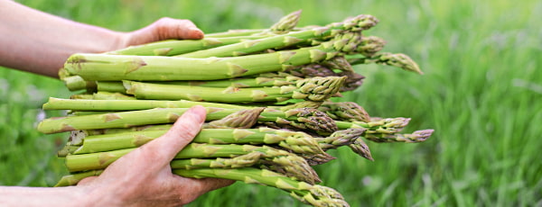 Cultivarea sparanghelului - tot ce trebuie să știți - GrădinaMax Cultivarea sparanghelului - tot ce trebuie să știți